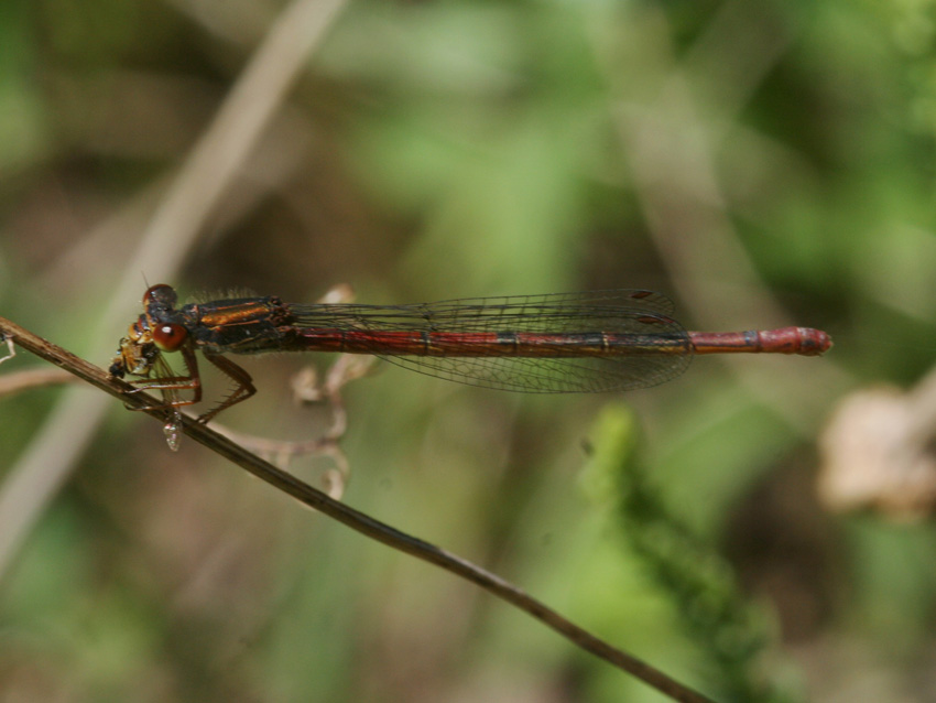 Ceriagrion tenellum?